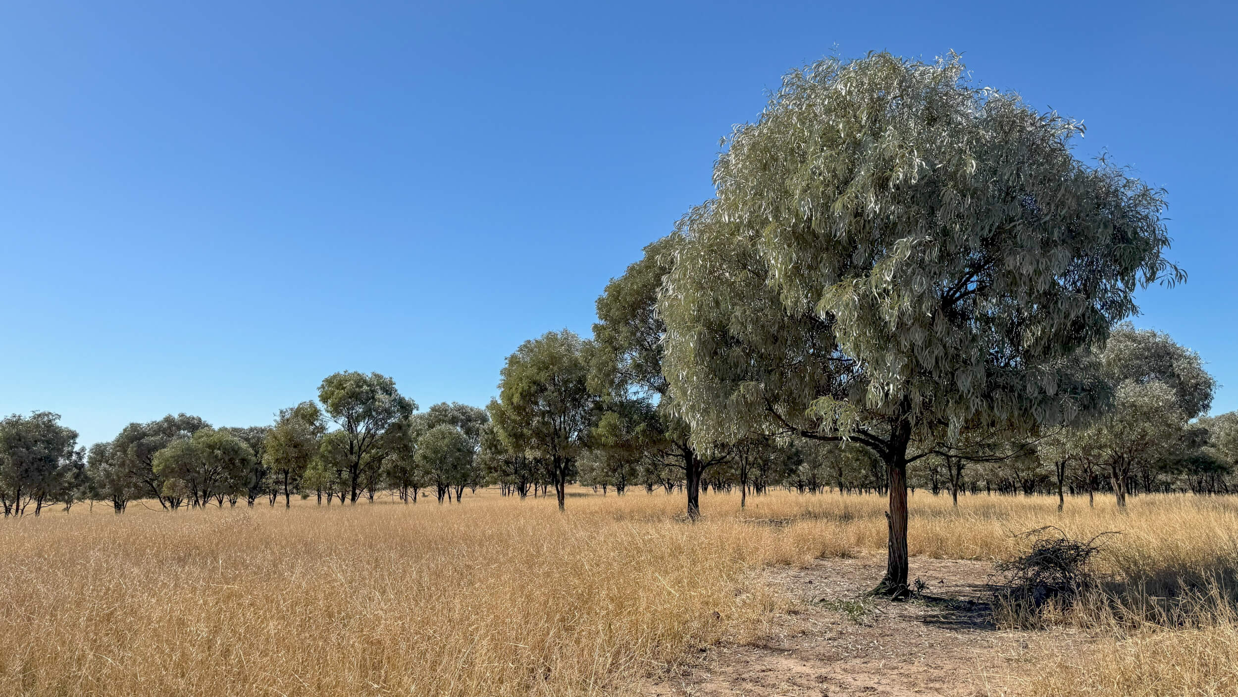 A landscape of trees in a paddock.